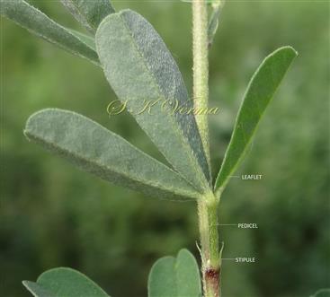  Stipules